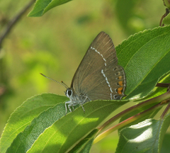 Satyrium latior