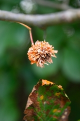 Gymnosporangium clavipes image