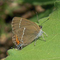 Satyrium latior