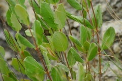 Mandevilla lanuginosa