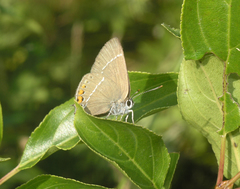 Satyrium latior