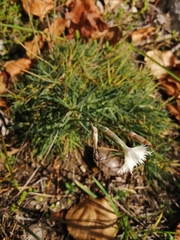 Dianthus acicularis
