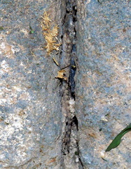 Mediodactylus heterocercus