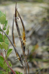 Mandevilla lanuginosa