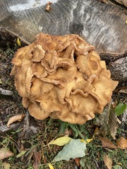 Desarmillaria caespitosa