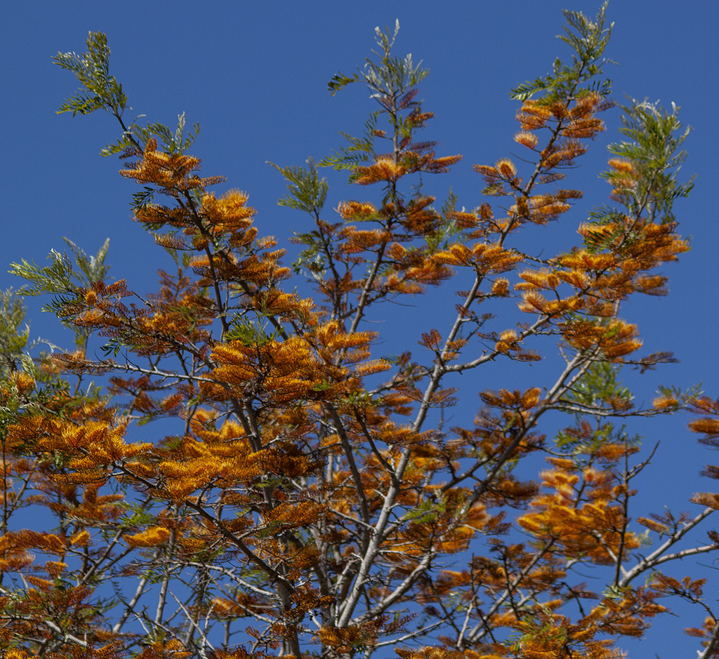 Grevillea