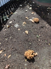 Desarmillaria caespitosa