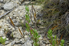 Mandevilla lanuginosa