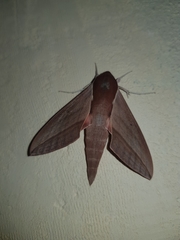 Theretra alecto