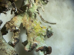 Cladonia magyarica