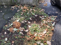 Desarmillaria caespitosa