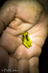 Dendropsophus triangulum