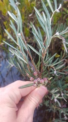 Andromeda polifolia glaucophylla