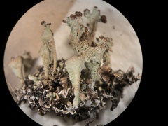 Cladonia magyarica