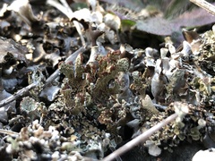 Cladonia magyarica