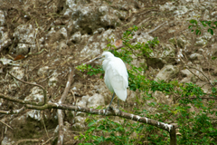 Bubulcus ibis