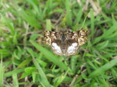 Noctuana noctua