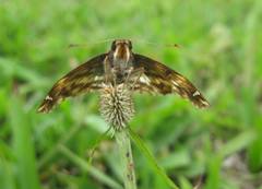 Noctuana noctua