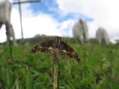 Noctuana noctua