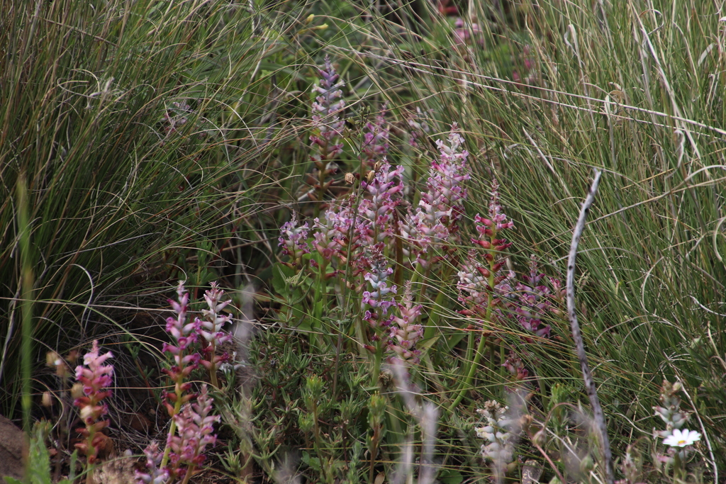 Lachenalia fistulosa, Lions Head Path from the Kramat to Head Road, Table Mountain National Park