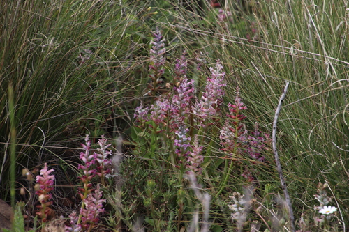 Lachenalia fistulosa
