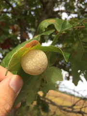 Atrusca quercuscentricola