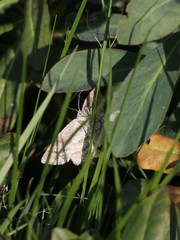 Perconia strigillaria