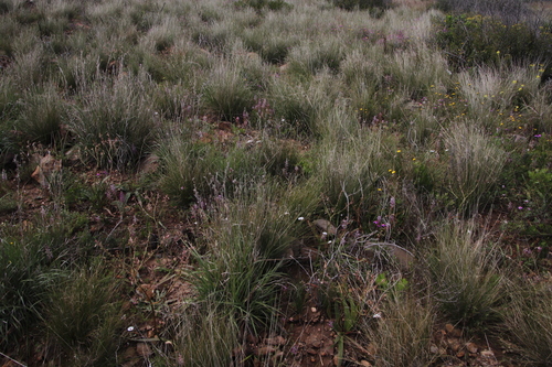 Lachenalia fistulosa