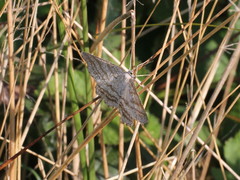 Perconia strigillaria