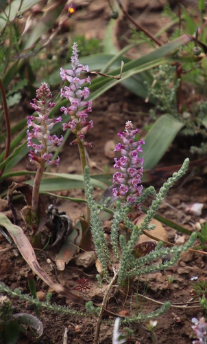 Lachenalia fistulosa