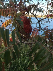 Rhus typhina