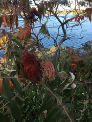 Rhus typhina