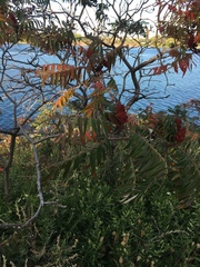 Rhus typhina