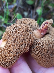 Suillus flavidus