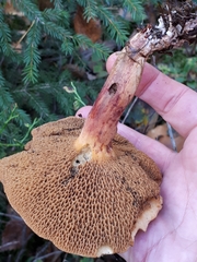Suillus flavidus