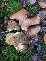 Suillus flavidus