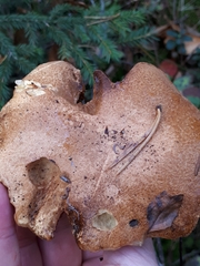 Suillus flavidus