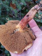Suillus flavidus