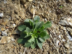 Mantisalca salmantica