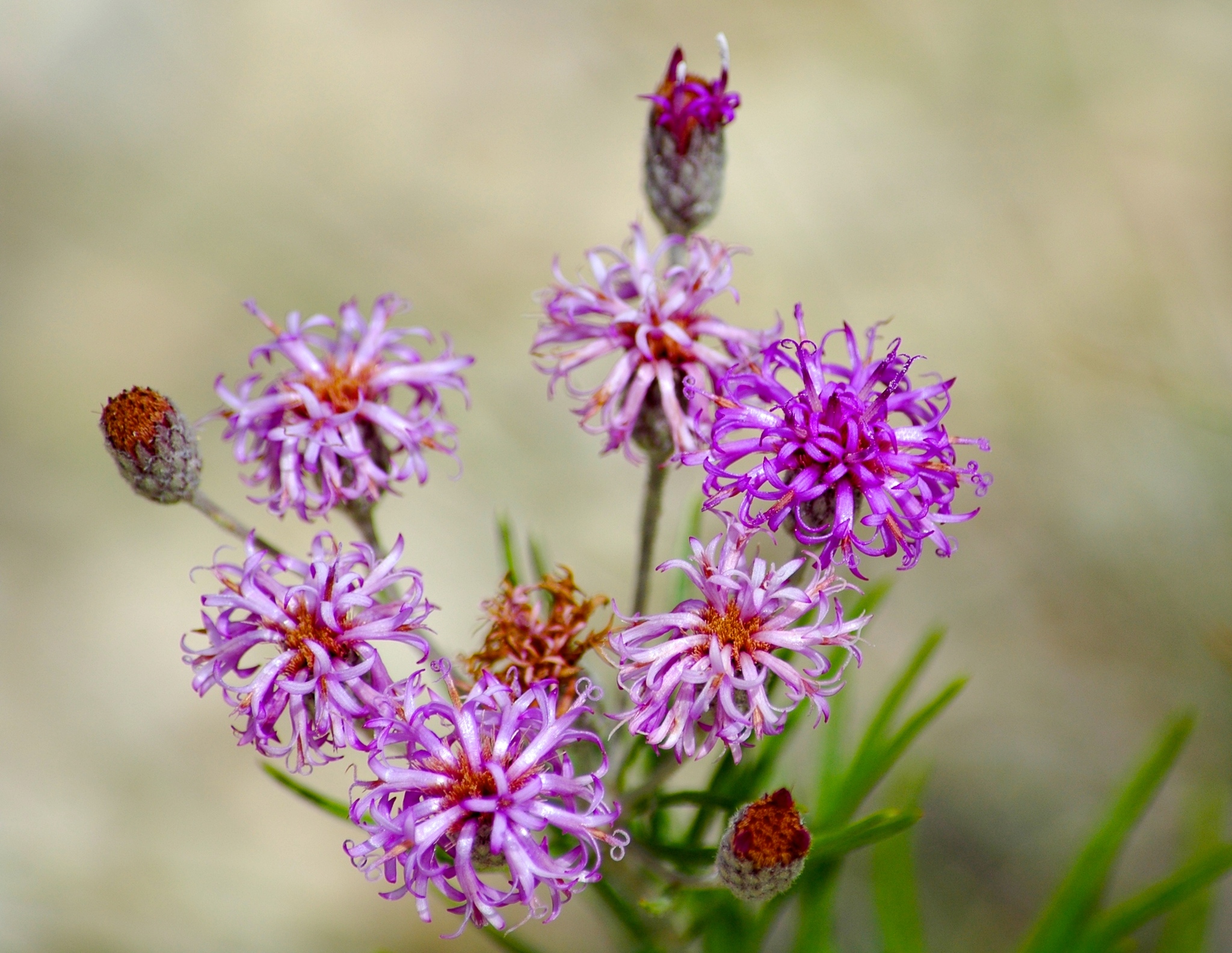 Vernonia lindheimeri