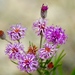 Vernonia lindheimeri - Photo (c) nancyed,  זכויות יוצרים חלקיות (CC BY-NC-ND), הועלה על ידי nancyed