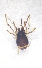 Hesperonemastoma packardi