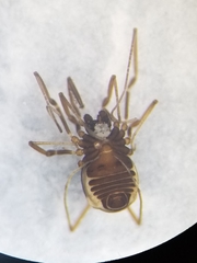 Hesperonemastoma packardi