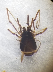 Hesperonemastoma packardi