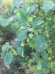 Rhamnus cathartica
