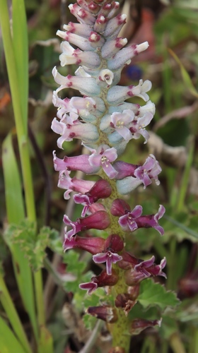 Lachenalia fistulosa