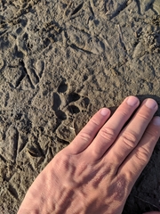 Nyctereutes procyonoides