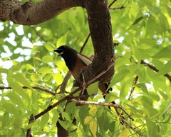 Dendrocitta vagabunda