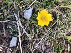 Potentilla aurea