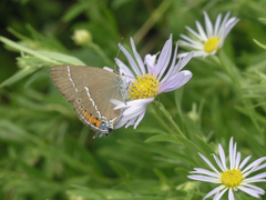 Satyrium latior